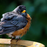 Attachment for The top rated smart birdbaths based on customer reviews