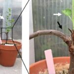 Attachment for Researchers make breakthrough with genetically engineered trees that could change the agriculture industry